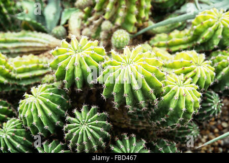 Echinopsis obrepanda cactus dans la serre. Thème naturel. Photo Détail. Banque D'Images
