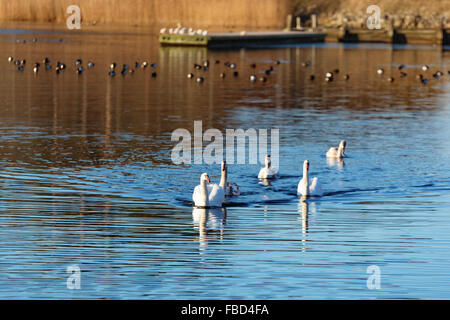 Une famille de deux adultes et trois jeunes cygnes tuberculés (Cygnus olor) nager vers vous dans une mer calme. D'autres oiseaux marins et d'un pont je Banque D'Images