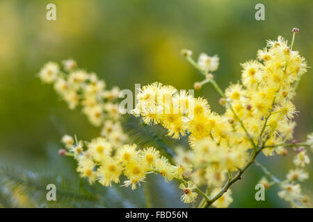 Acacia (Acacia dealbata) gros plan de la grappe de fleurs jaunes Banque D'Images