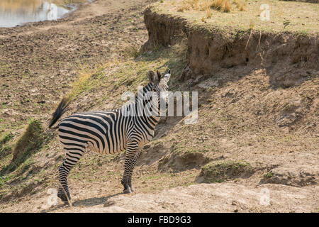 Un zèbre de Crawshay (Equus quagga crawshayi), l'Laungwa, Zambie, Afrique Banque D'Images