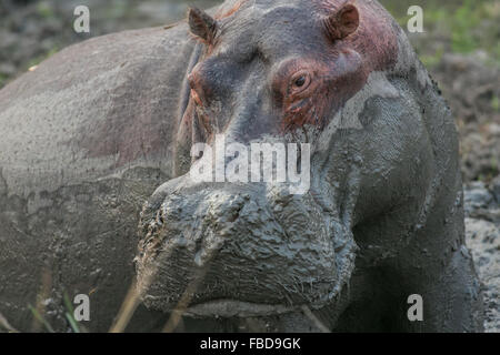Un grand adulte Hippopotame (Hippopotamus amphibius) se vautrer dans une piscine de boue, South Luangwa National Park, Zambie, Afrique Banque D'Images
