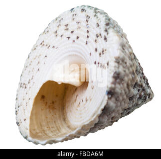 Spirale vert vide coquille de mollusque escargot de mer isolé sur fond blanc Banque D'Images