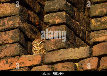 Petit hibou / Chouette / Steinkauz Minervas ( Athene noctua ) bain de soleil dans un hibou-trou d'une ancienne ferme construction de briques rouges. Banque D'Images