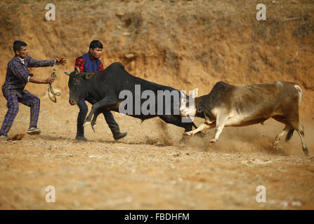 Nuwakot, au Népal. 15 Jan, 2016. Au cours du combat de taureaux à Maghesangranti Talukachandani festival village à Nuwakot district près de Katmandou, Népal 15 janvier 2016. Les villageois au cours de la corrida organise des Maghesangranti festival. Credit : Skanda Gautam/ZUMA/Alamy Fil Live News Banque D'Images