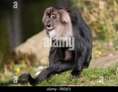 Lion indien bouleversé macaque à queue ou Wanderoo (Macaca silène) montrant ses dents Banque D'Images