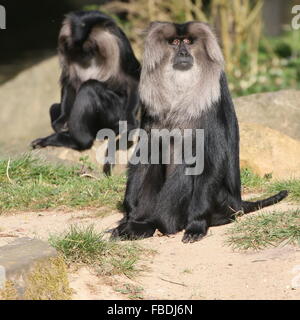 Paire de macaques à queue de lion indien ou Wanderoos (Macaca silène) Banque D'Images