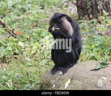Close-up of an Indian Lion macaque à queue ou Wanderoo (Macaca silène) manger un morceau de fruit Banque D'Images