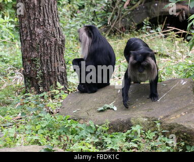 Paire de macaques à queue de lion indien ou Wanderoos (Macaca silène) Banque D'Images