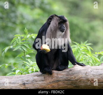 Close-up of an Indian Lion macaque à queue ou Wanderoo (Macaca silène) manger une pomme Banque D'Images