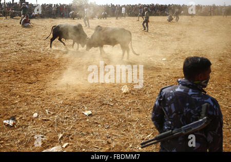 Nuwakot, au Népal. 15 Jan, 2016. Au cours du combat de taureaux à Maghesangranti Talukachandani festival village à Nuwakot district près de Katmandou, Népal 15 janvier 2016. Les villageois au cours de la corrida organise des Maghesangranti festival. Credit : Skanda Gautam/ZUMA/Alamy Fil Live News Banque D'Images