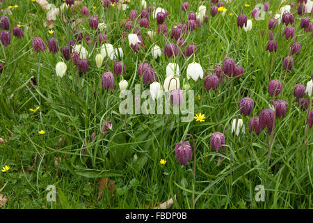 Fritillaria meleagris poussent à l'état sauvage dans l'herbe haute. Banque D'Images