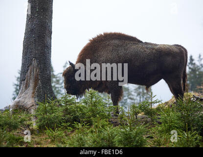 Un bison d'Europe (bison) ou dans son enclos au Wisent-Welt à Bad Berleburg, Allemagne, 12 janvier 2016. L'organisation de soutien de l'Wisent-Artenschutz-Projekt (lit.) Projet de conservation des espèces Bison a retourné un troupeau de wisents à l'état sauvage, et est la lutte contre les agriculteurs de cour sur les dommages-intérêts. PHOTO : BERND THISSEN/DPA Banque D'Images