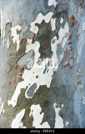Eucalyptus pauciflora niphophila. La neige alpine gum tree bark Banque D'Images