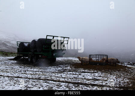 Nant y Moel, Mid Glamourgan, pays de Galles du Sud.15th janvier 2016 : les moutons se broutent sur le foin à un point d'alimentation lors d'une tempête de neige au-dessus de Nant y Moel dans la vallée supérieure d'Ogmore, dans le sud du pays de Galles.Plusieurs cm de neige sont tombés sur les collines pendant la nuit, ce qui a incité le bureau du met à émettre un avertissement jaune de neige et de glace pour la région.Le temps changeant avec un mélange de neige et de soleil s'est poursuivi tout au long de la matinée.Crédit : James Brunker/Alay Live News Banque D'Images