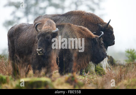 Trois bison d'Europe (ou wisents) dans leur enceinte à Wisent-Welt à Bad Berleburg, Allemagne, 12 janvier 2016. L'organisation de soutien de l'Wisent-Artenschutz-Projekt (lit.) Projet de conservation des espèces Bison a retourné un troupeau de wisents à l'état sauvage, et est la lutte contre les agriculteurs de cour sur les dommages-intérêts. PHOTO : BERND THISSEN/DPA Banque D'Images