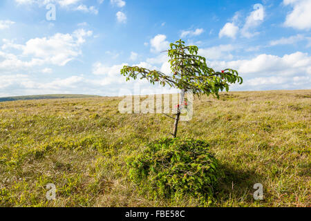 La lande d'un arbrisseau. Arbre nouvellement planté avec des décorations sur Colborne Moor, Peak District, Derbyshire, Angleterre, RU Banque D'Images