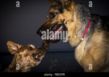 Deux chiens qui se battent sur un bâton Banque D'Images