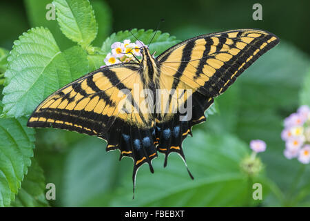 Un Papillon queue-Deux multicaudata, Papilio, s'alimenter à une fleur. Banque D'Images