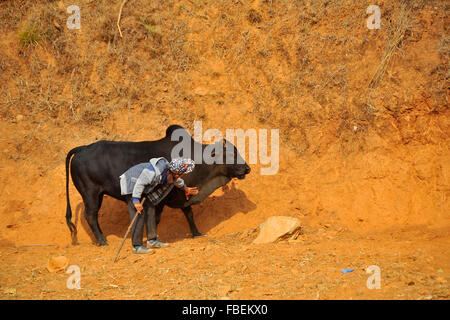 Katmandou, Népal. 15 Jan, 2016. Corridas pendant l'Makar Sankranti Maghe ou Sangranti Taruka festival à Nuwakot, village 80 km au nord de Katmandou. Chaque année, des milliers de gens à observer une tauromachie festival à Taruka village, Nuwakot, pendant la journée de Makar Sankranti Maghe ou Sangranti, qui annonce la fin de l'hiver selon le calendrier hindou. Makar Sankranti Maghe ou Sangranti célébrée au Népal et en Inde. Credit : Narayan Maharjann/Pacific Press/Alamy Live News Banque D'Images