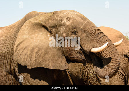 Tête d'un éléphant d'Afrique Banque D'Images