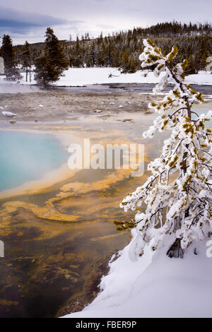 Une épinette est givrée de geler la vapeur provenant d'une source chaude à proximité du bassin de biscuit dans le Parc National de Yellowstone Banque D'Images