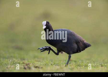 Foulque noire / Foulque macroule Fulica atra / Blaessralle ( ) montre ses grands pieds en marchant, l'air drôle, de la faune, de l'Allemagne. Banque D'Images