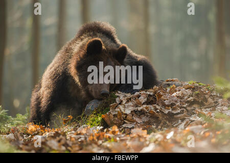 Ours brun européen Europaeischer / Braunbaer ( Ursus arctos ) repose sur un inmidst rock d'une forêt naturelle, semble être fatigué. Banque D'Images