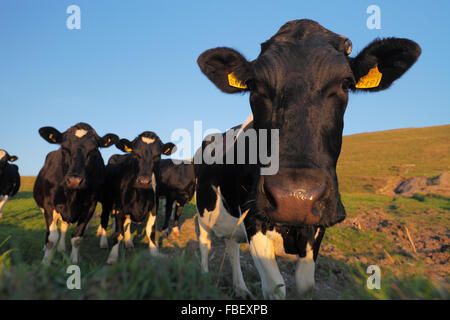 Les vaches Holstein - Troupeau de vaches patché noir et blanc (Bos taurus) Banque D'Images