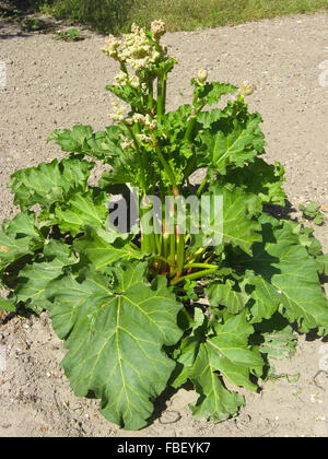 Bush de plus en plus grande de la rhubarbe sur le jardin kithcen Banque D'Images