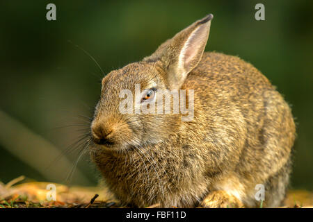 Lapin sauvage en UK forrest Banque D'Images