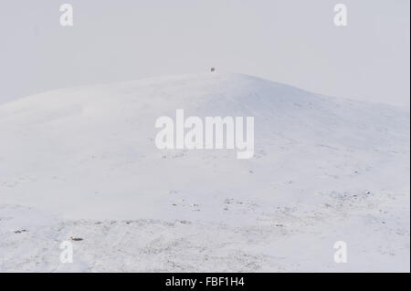 Powys, Pays de Galles. 15 janvier 2016. La neige recouvre une grande partie du parc national de Brecon Beacons. Sur la photo : Deux randonneurs au sommet d'une montagne dans les Brecon Beacons. Credit : Polly Thomas/Alamy Live News Banque D'Images