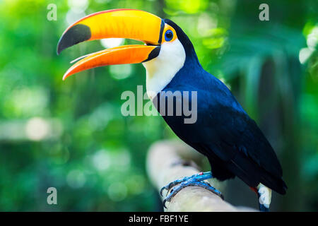 Toucan exotique oiseau dans cadre naturel à Foz do Iguaçu, Brésil. Banque D'Images