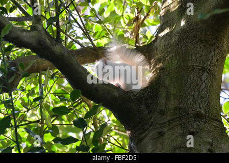 Hastings, Angleterre. 15 janvier 2016. Un écureuil albinos rare repéré d'Alexandra Park, Hastings, East Sussex, Angleterre. UK. Banque D'Images