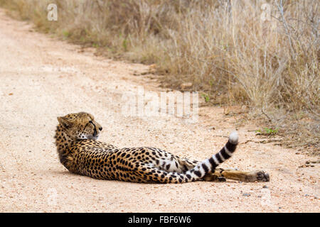 Espèce guépard Acinonyx jubatus famille des félidés Banque D'Images