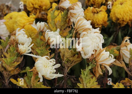 Chrysanthèmes Banque D'Images