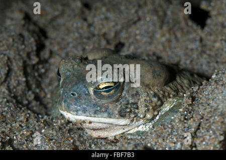 Toad Anaxyrus (Arizona) microscaphus s'enfouissant dans la boue et montrant la paupière intérieure transparente pour protéger la membrane nictitante / eye Banque D'Images