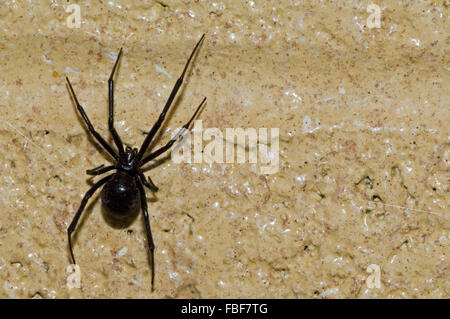 Western black widow spider / western veuve (Cradle transparente) femelle sur mur, originaire de l'ouest de l'Amérique du Nord Banque D'Images