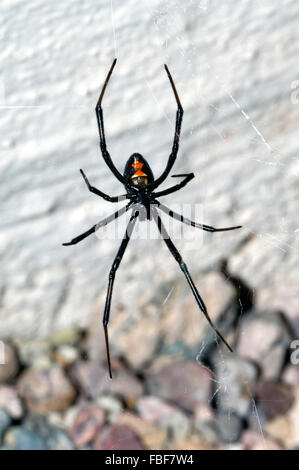 Western black widow spider / western veuve (Cradle transparente) vue ventrale de femme, originaire de l'ouest de l'Amérique du Nord Banque D'Images