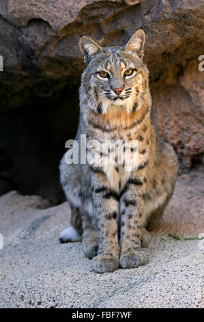 Lynx roux (Lynx rufus / Felis rufus) assis à l'ombre à l'entrée de la grotte, originaire du sud de l'Amérique du Nord, le Canada et le Mexique Banque D'Images