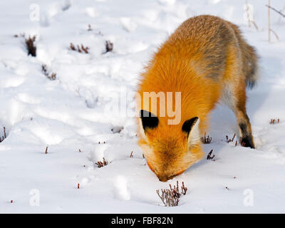 Renard roux dans la neige Banque D'Images