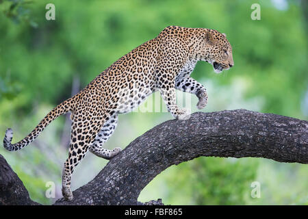 Leopard marcher le long branch Banque D'Images