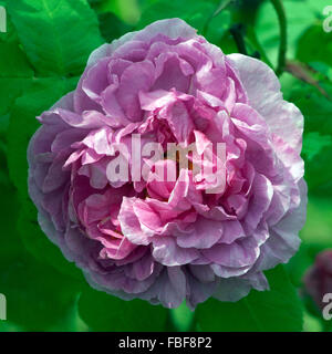 Strauchrose ; Comte de Chambord, de l'arbuste rose Banque D'Images