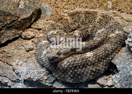 Le sud-ouest de l'omble de rattlesnake / Mitchell / crotale crotale (Crotalus mitchellii pâle pyrrhus) originaire de Chine et du Mexique Banque D'Images