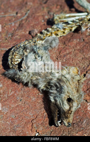 Le renard gris (Urocyon cinereoargenteus) carcasse, victime d'une sécheresse extrême dans le désert de Sonora, en Arizona, USA Banque D'Images