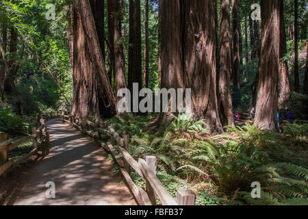 Muir Woods- Grands arbres- près de San Francisco Banque D'Images