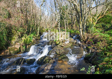 Rivière qui traverse la vallée de Lamorna à Cornwall, UK Banque D'Images