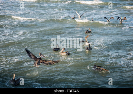 Troupeau de le pélican brun reposant dans les vagues de l'Océan Atlantique : une avec ailes déployées à l'atterrissage sur l'eau près de Daytona Beach, Floride, USA. Banque D'Images