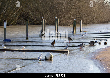 Les eaux de crue qui augmente sur les rives de la Tamise Henley Banque D'Images