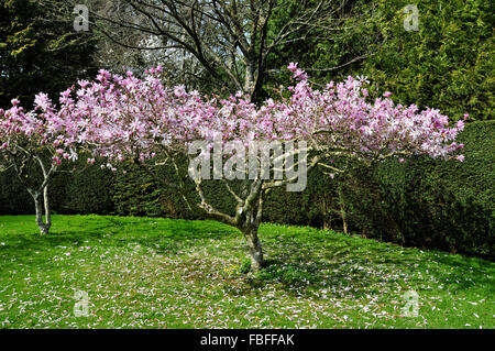 Un magnolia en fleurs au printemps UK Banque D'Images