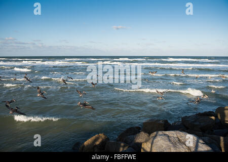 Un troupeau de pélicans bruns débarquant sur les vagues de l'océan Atlantique près de la jetée en pierre du parc Ponce Inlet Lighthouse point, Daytona Beach, Floride, États-Unis. Banque D'Images